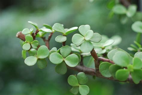 銀杏種植盆栽